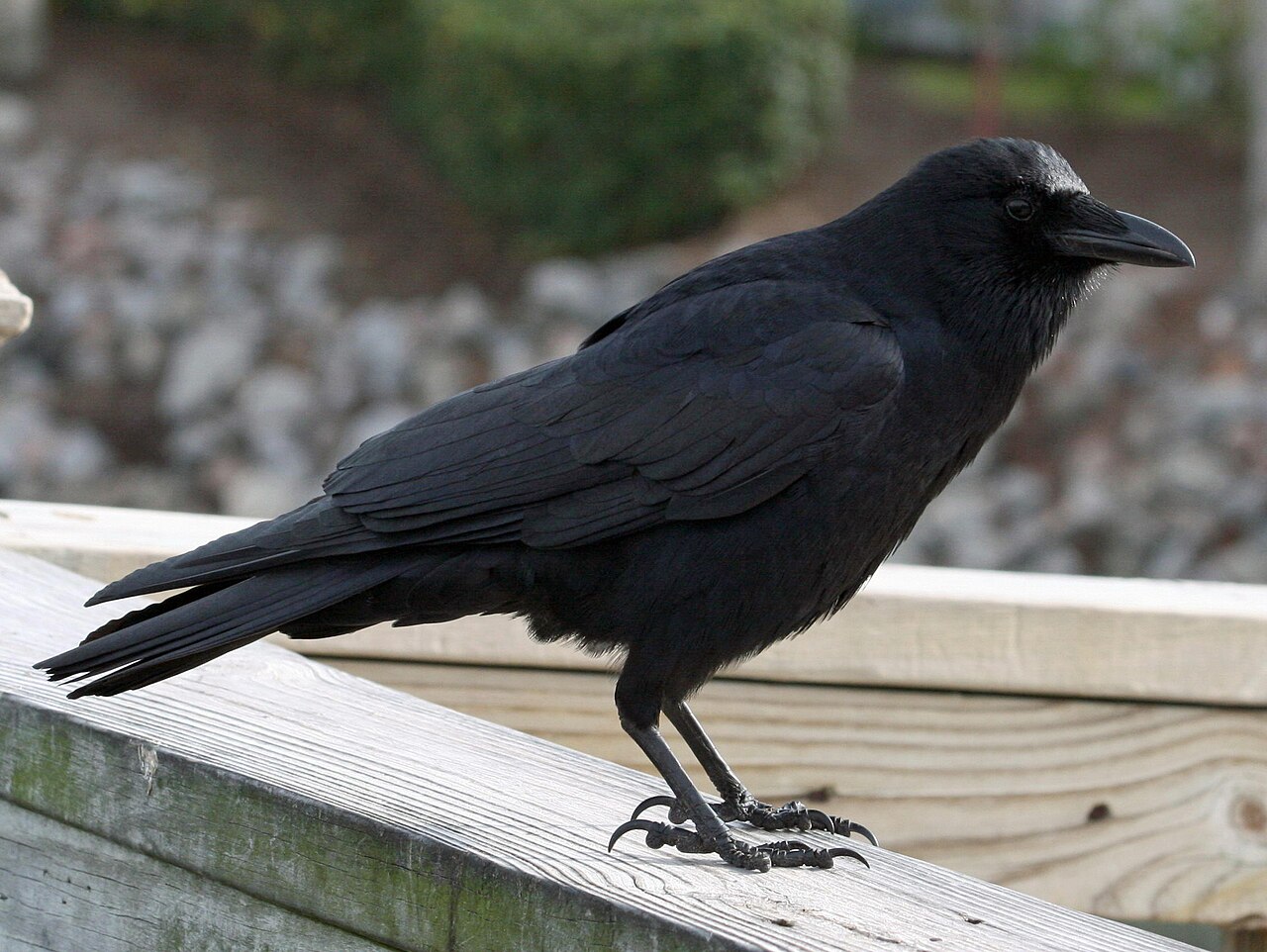 American Crow (Corvus brachyrhynchos) at Myrtle Beach, South Carolina