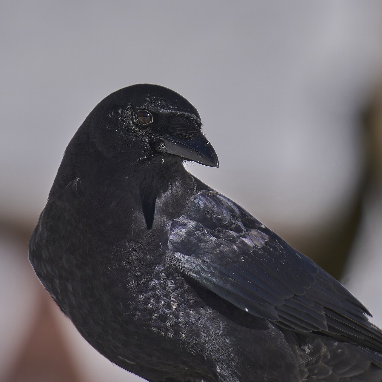 American Crow, Pittsfield, MA USA