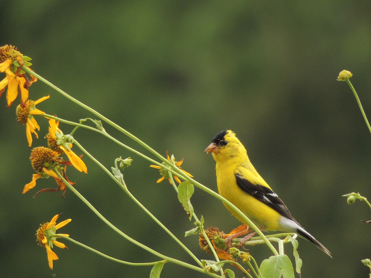 The State Bird of Iowa