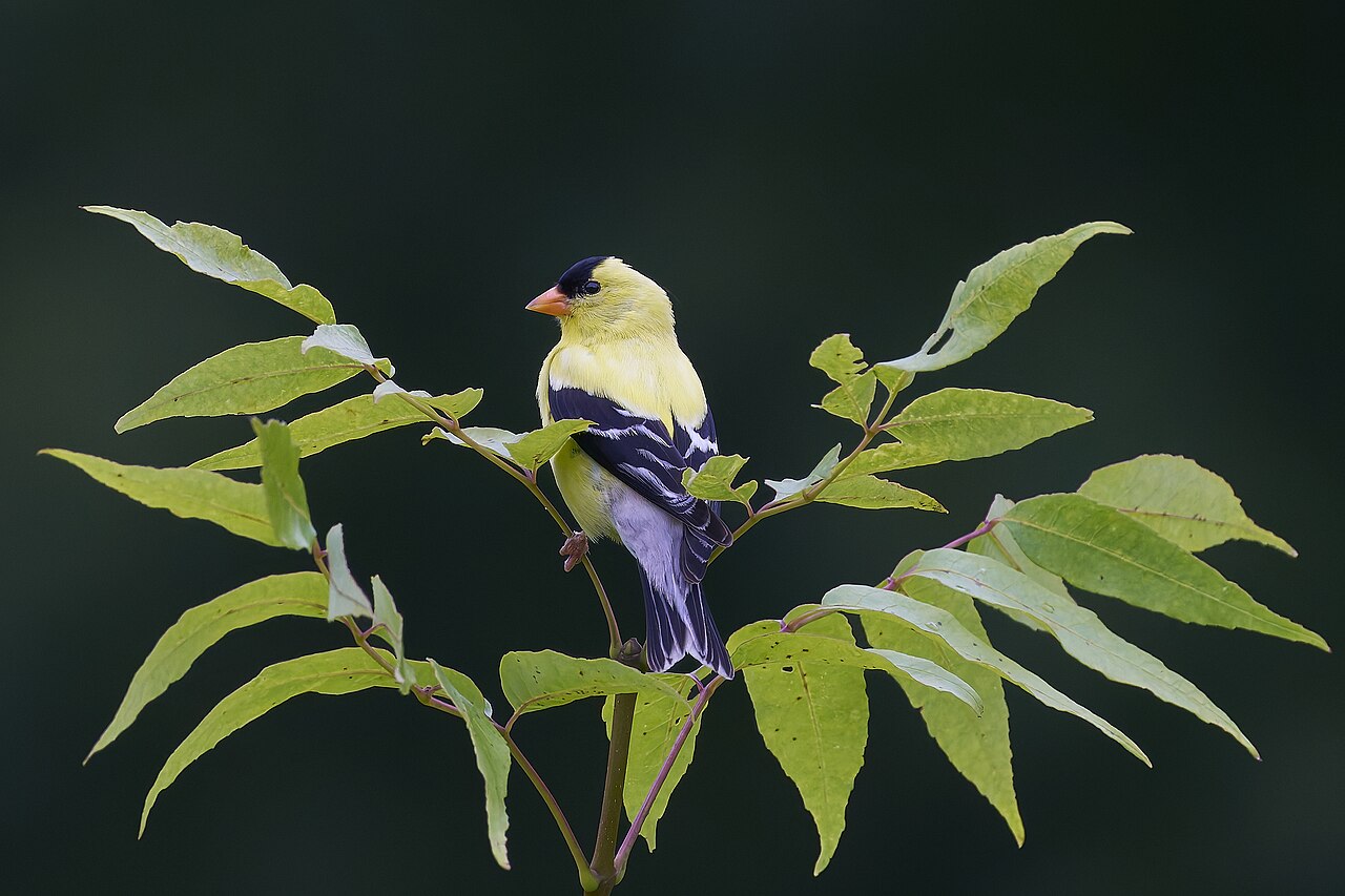 American Goldfinch, Pleasant Valley Wildlife Sanctuary, Lenox, MA USA