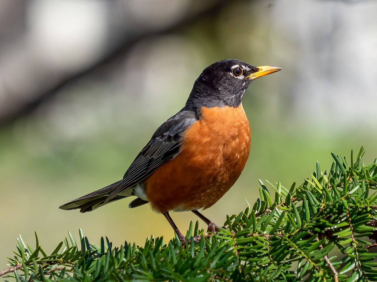 American robin in Green-Wood Cemetery, Brooklyn, NY