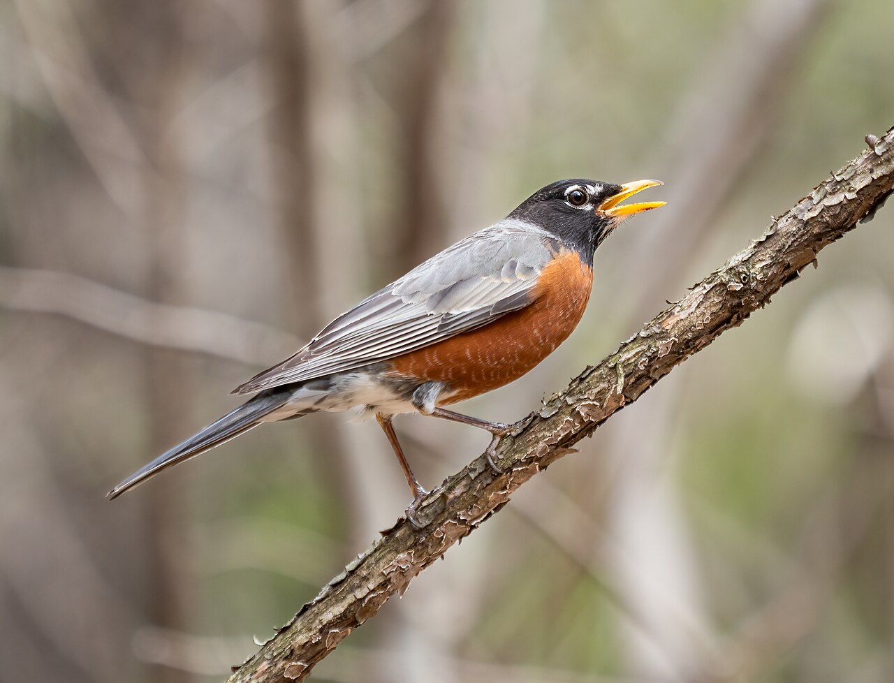 American robin making a high-pitched alarm call in Prospect Park (Brooklyn, NY, USA)