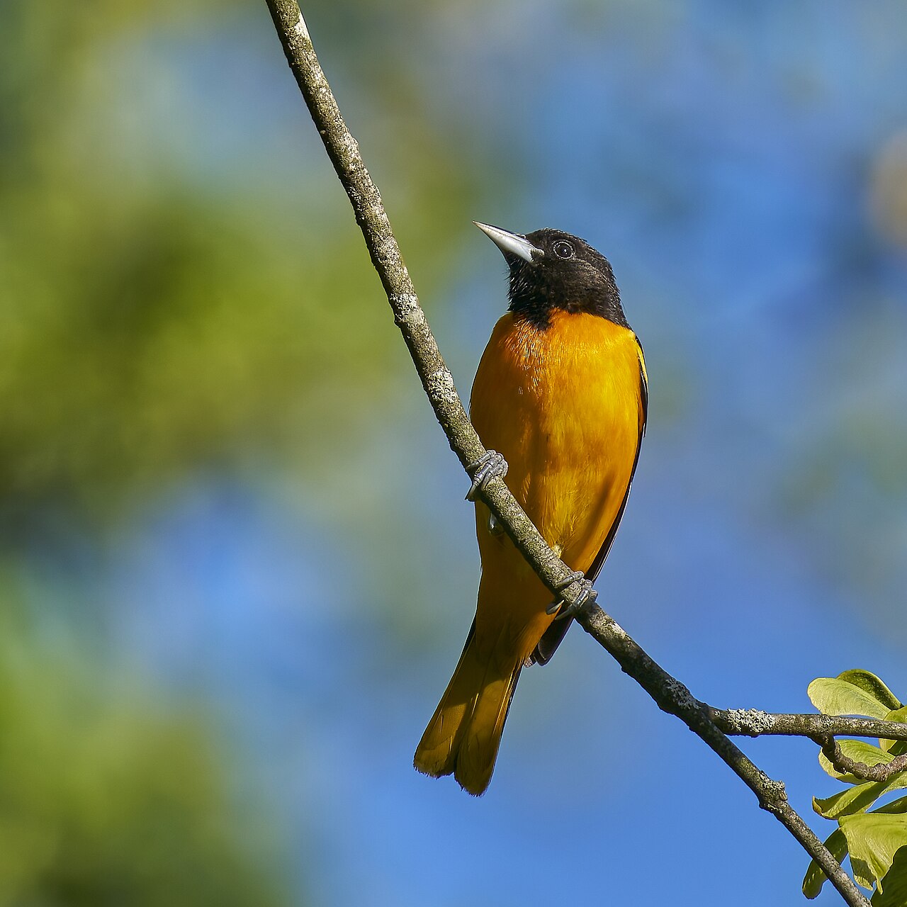 male baltimore oriole, South Meadows Trail, East Hartford, CT USA