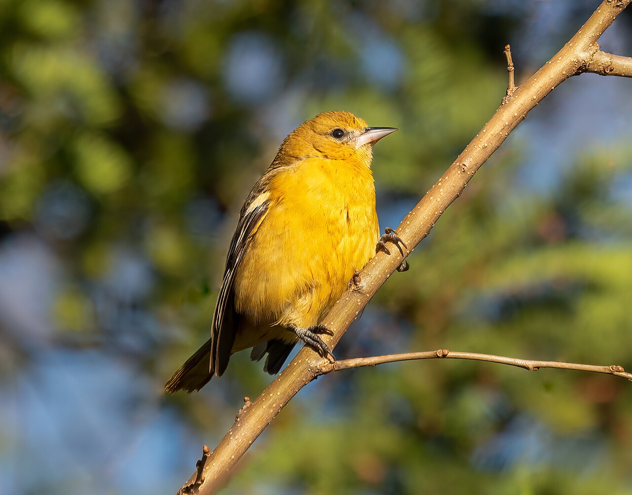 Female or immature Baltimore oriole in Green-Wood Cemetery