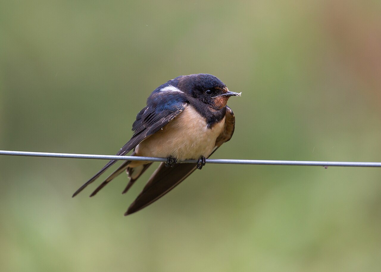 Barn swallow ( Hirundo rustica rustica ) juvenile at the Ormož Basins nature reserve, Slovenia. Taken during a period when the storm Boris blocked migration routes, and low temperatures left the swallows struggling to find prey and stay warm in that area. This one was visibly weak, and one dead swallow was found nearby. Nevertheless, it had just caught a moth, with remains visible around the beak, and its scales on the face.
