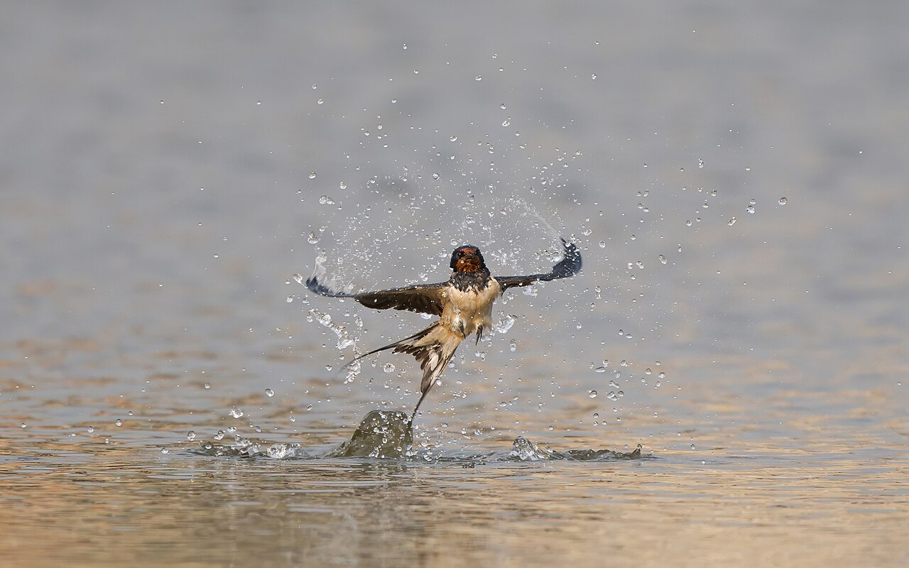 Barn swallow in a dancing pose after taking a quick dip in the Nagdaha lake, Lalitpur District, Bagmati Province, Nepal.