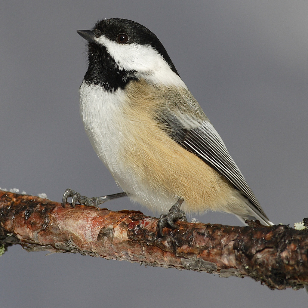 Black-capped Chickadee ( Poecile atricapillus ) in Algonquin Provincial Park, Canada
