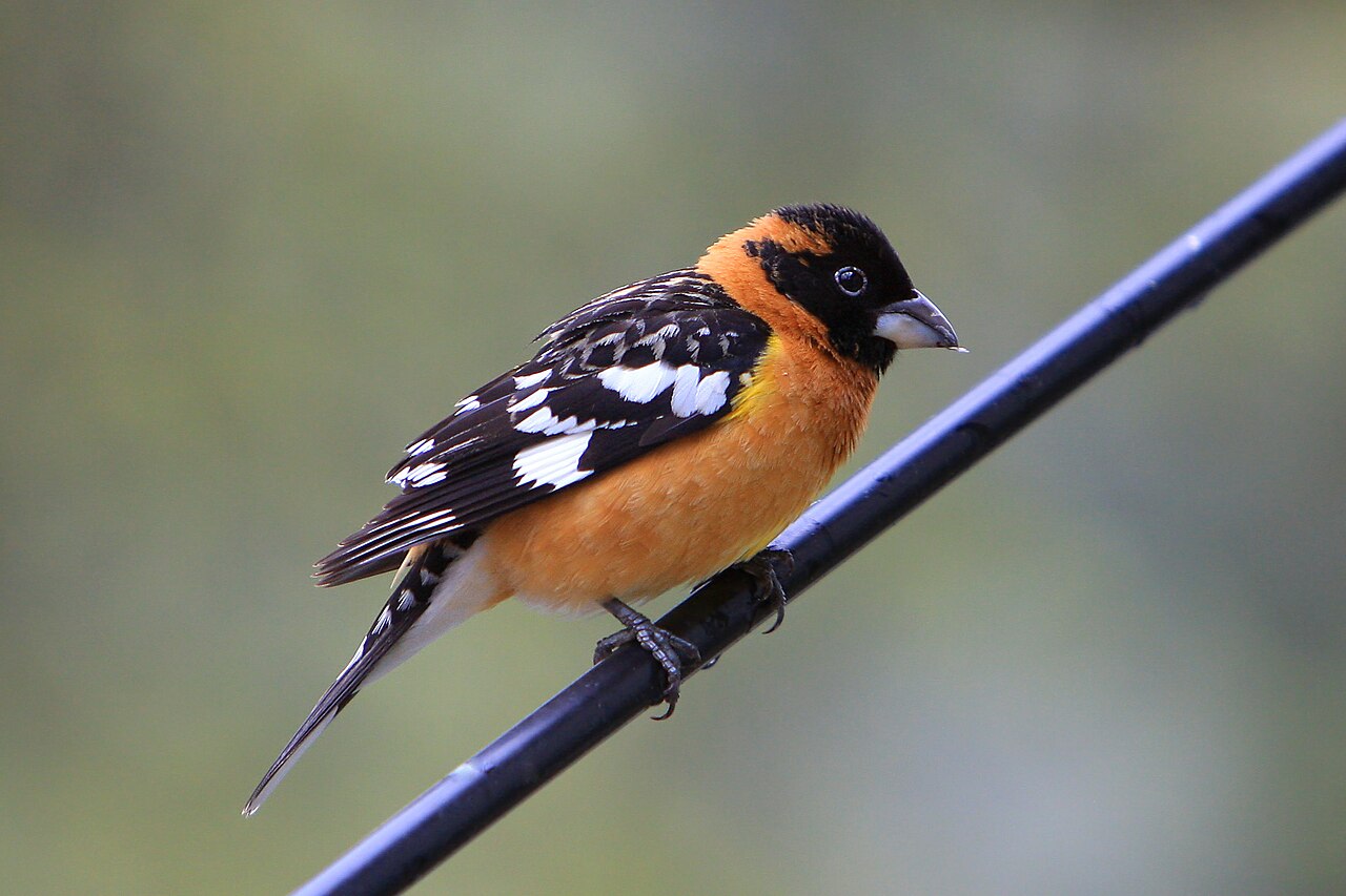 A male Black-headed Grosbeak.