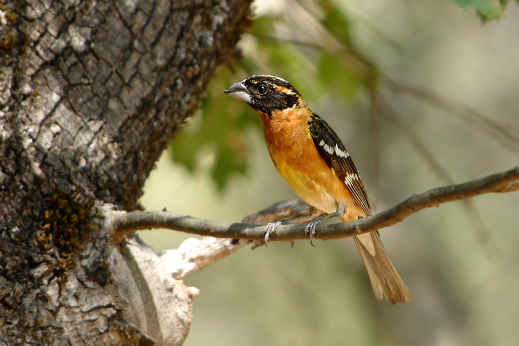 A male Black-headed Grosbeak in California, USA.