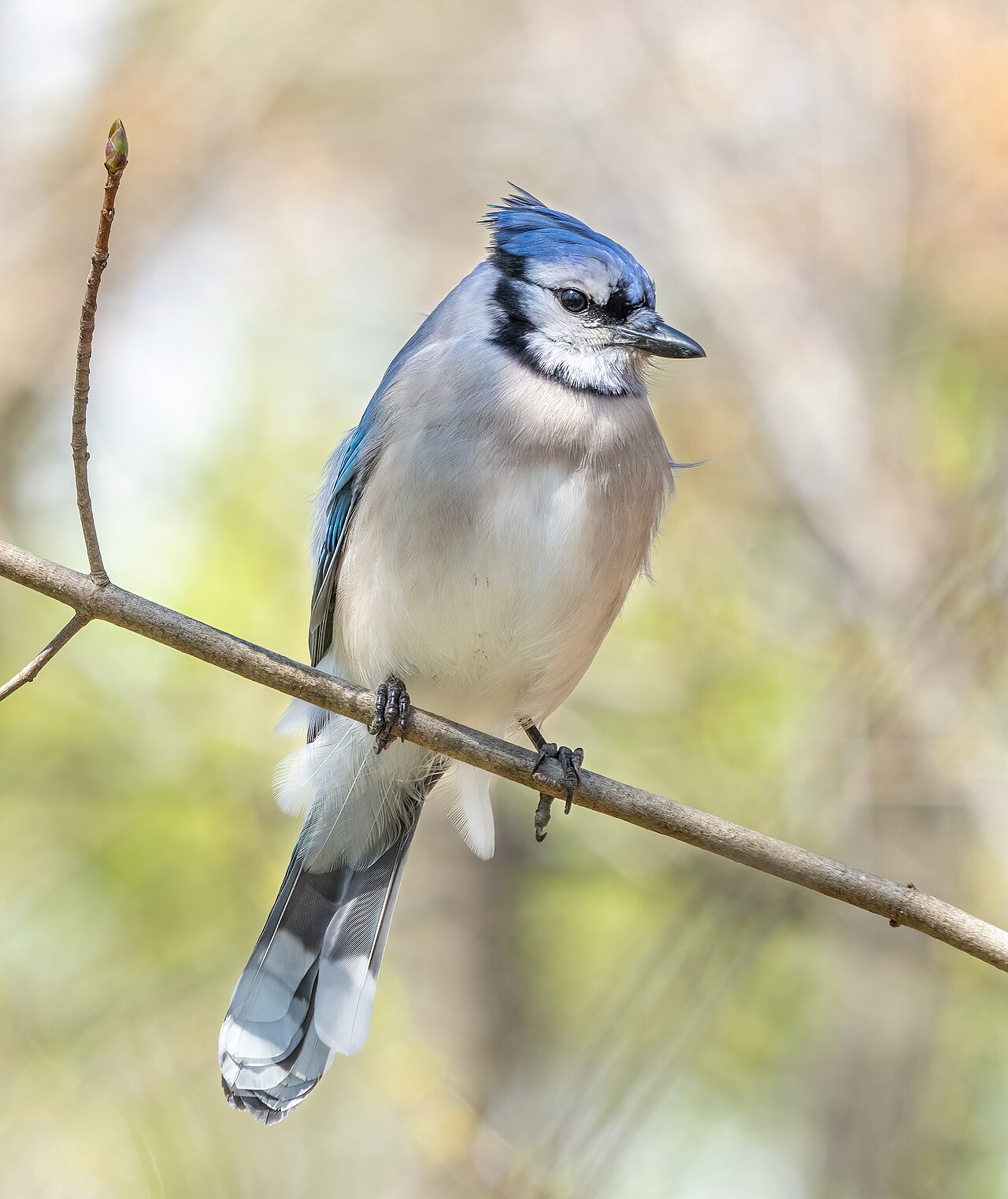 Blue jay in Prospect Park (Brooklyn, NY, USA)