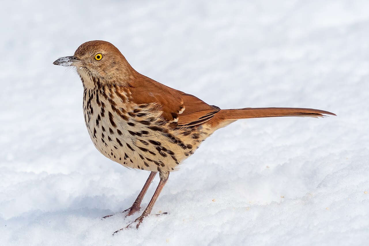Brown thrasher ( Toxostoma rufum ) adult in the Central Park Shakespeare Garden