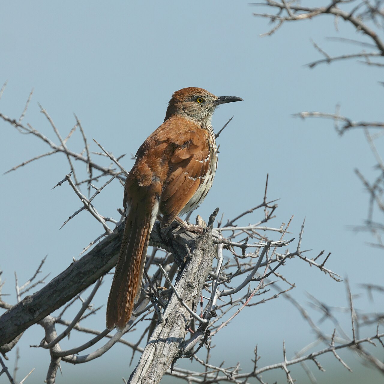 Brown thrasher ( Toxostoma rufum ), Grasslands National Park, Saskatchewan, Canada