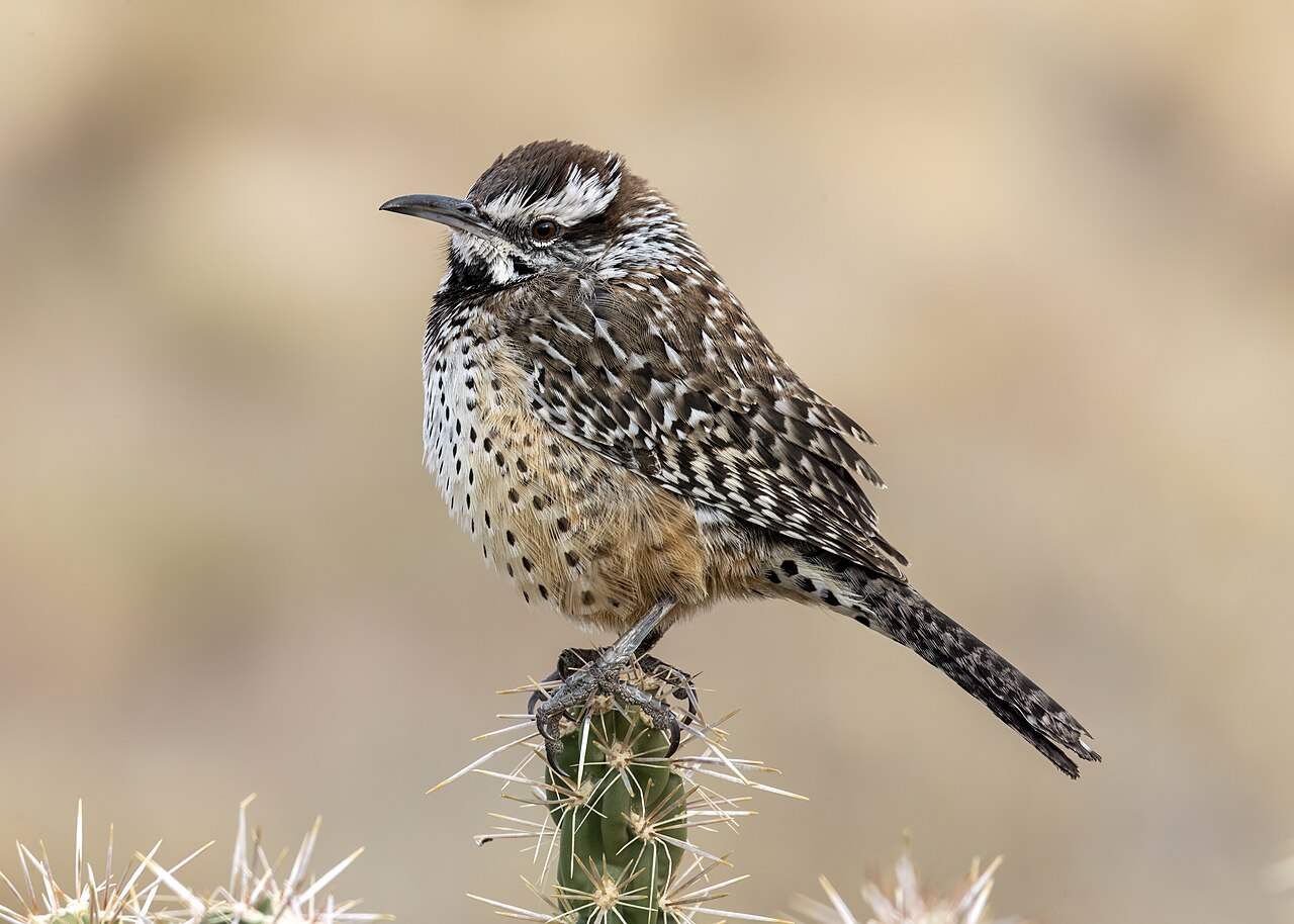 A cactus wren perched on a cholla cactus in the foothills of the Sandia Mountains in Albuquerque, New Mexico