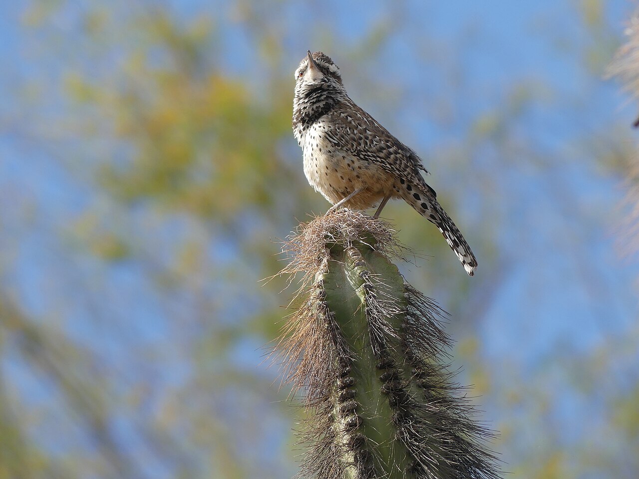 Cactus Wren in Phoenix, Arizona.