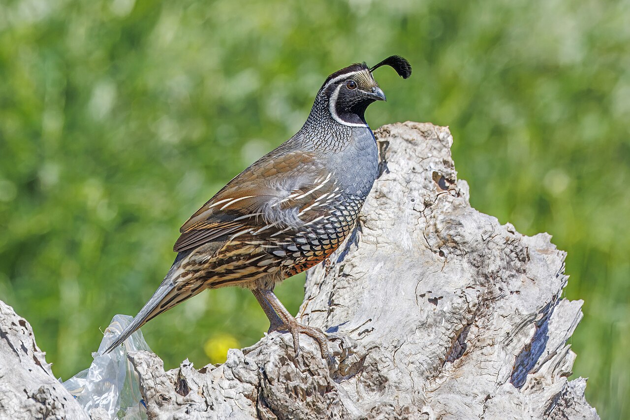 California quail ( Callipepla californica ) male, Parque Tricao, Santo Domingo, Chile. Subspecies of introduced population is not established.