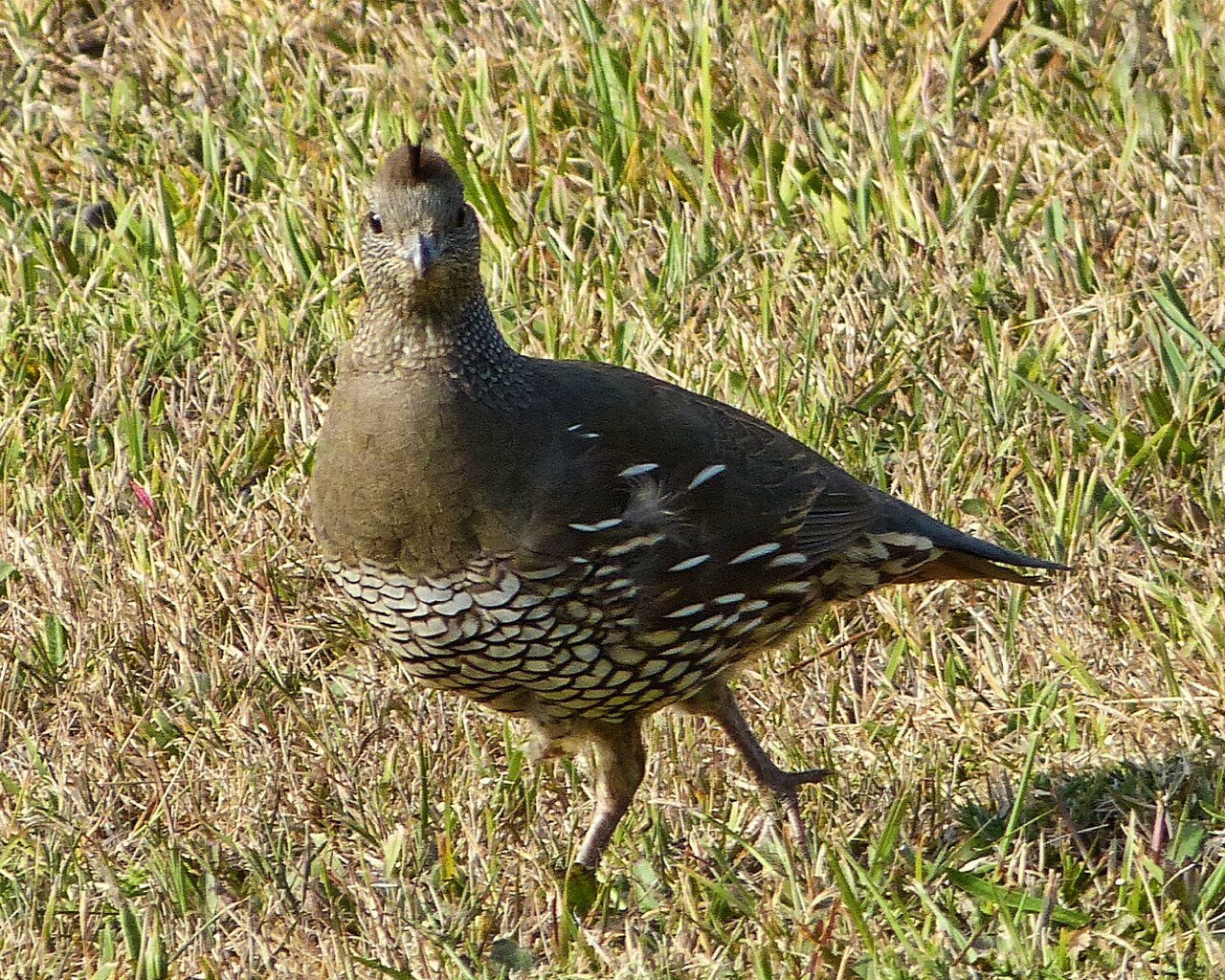 California Quail are a fairly common sight from the walking tracks around Picton. They were originally imported as a game bird into the Nelson district in 1865. Over the next ten years they were introduced to other districts of New Zealand and are now quite frequently seen throughout most of the country.