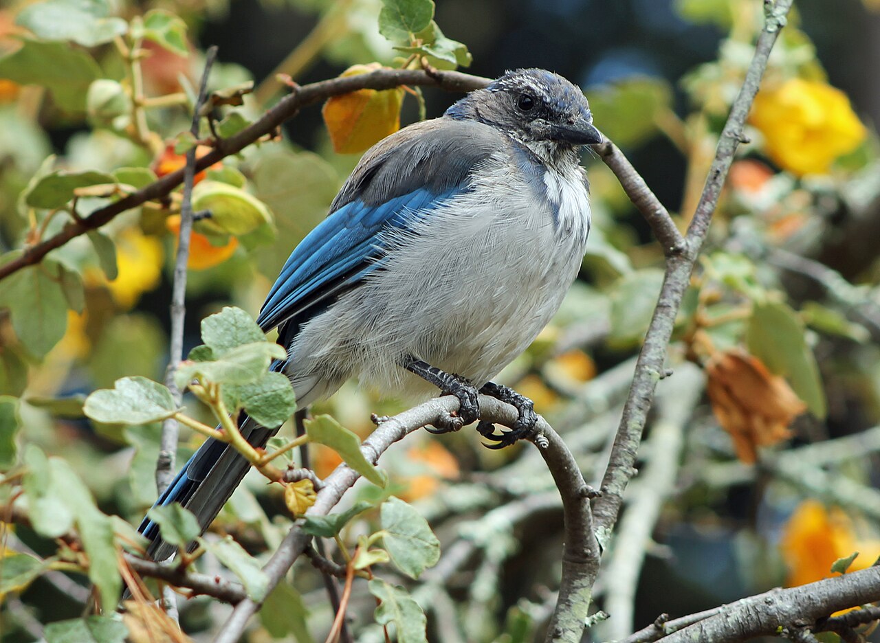 Aphelocoma californica (Western Scrub-jay) at the San Francisco Botanical Garden