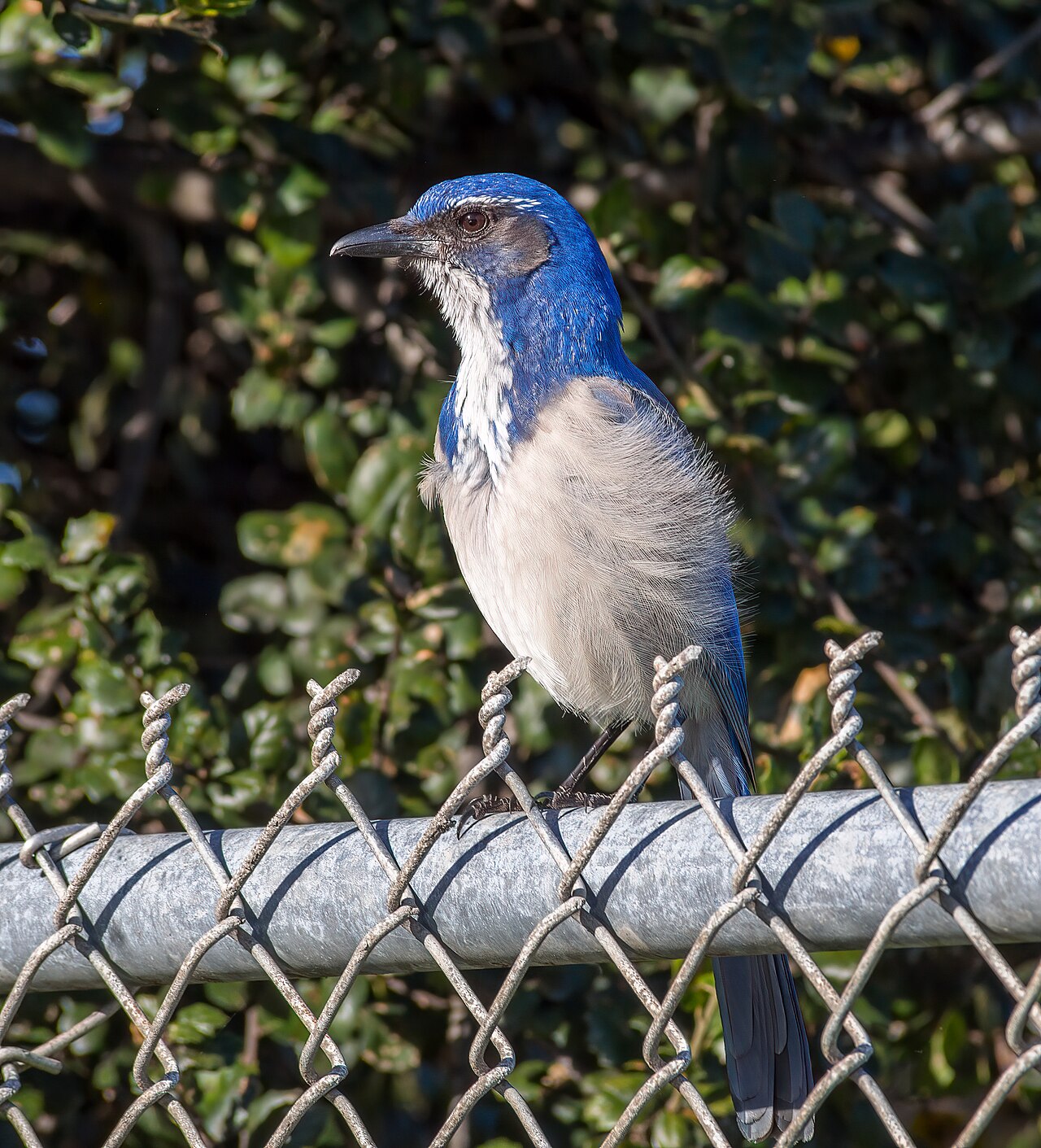 California scrub jay ( Aphelocoma californica ) on fence in Monterey, California.