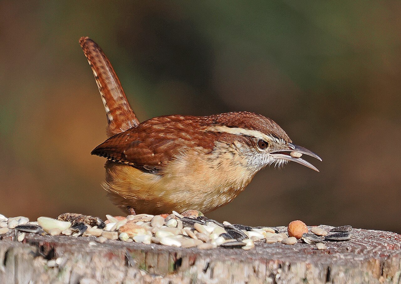 Carolina Wren - Thryothorus ludovicianus, Harford County, Maryland, January 5, 2024