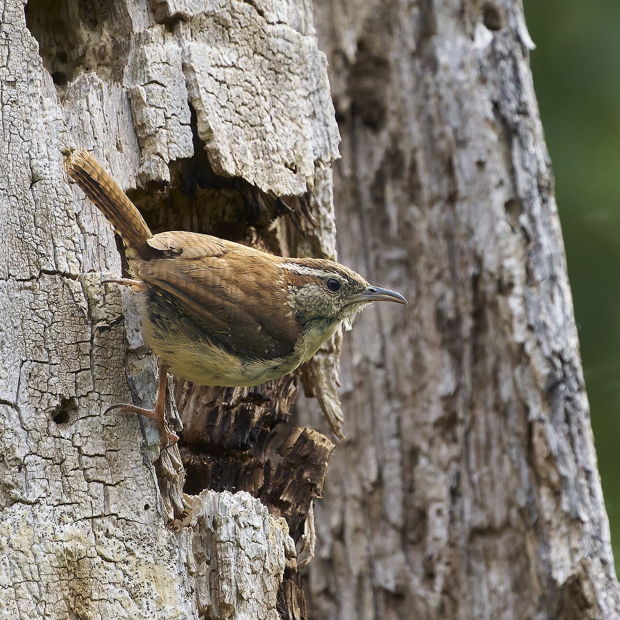 Carolina Wren, South Meadows Trail, East Hartford, CT USA