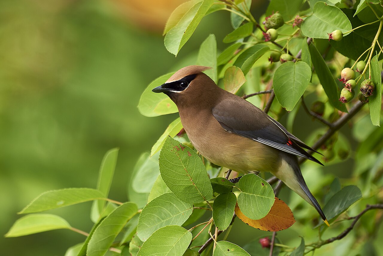 Cedar Waxwing, perched near berries