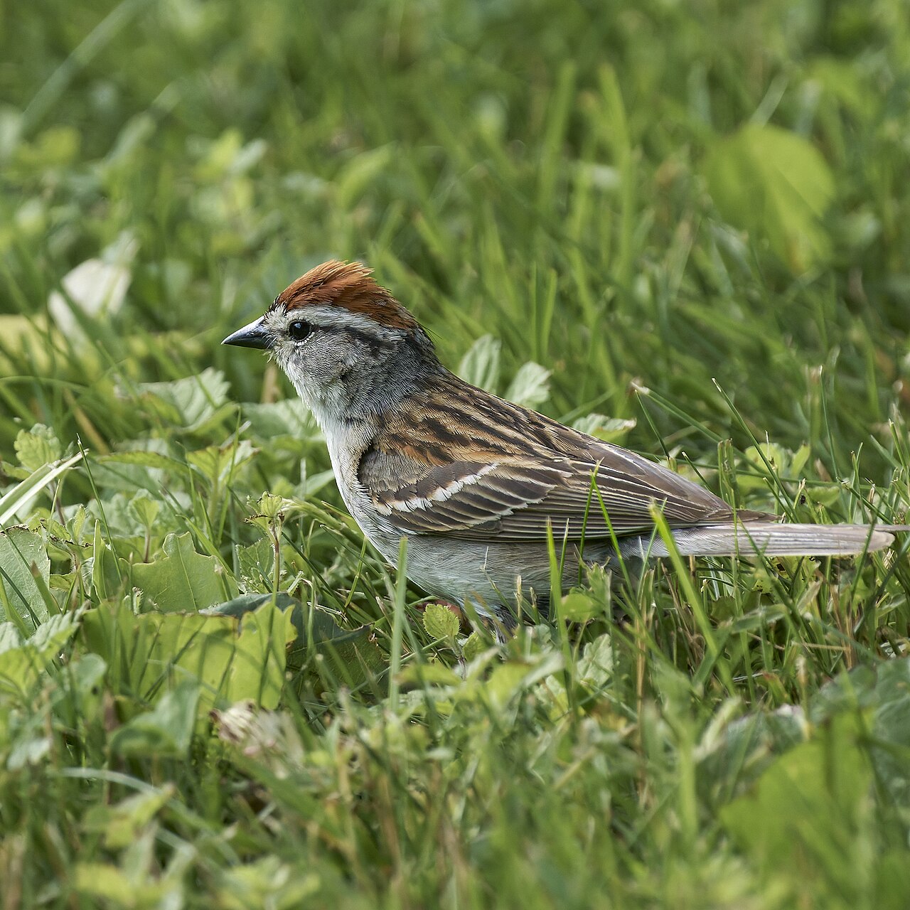 Chipping Sparrow, Pleasant Valley Wildlife Sanctuary, Lenox, MA USA