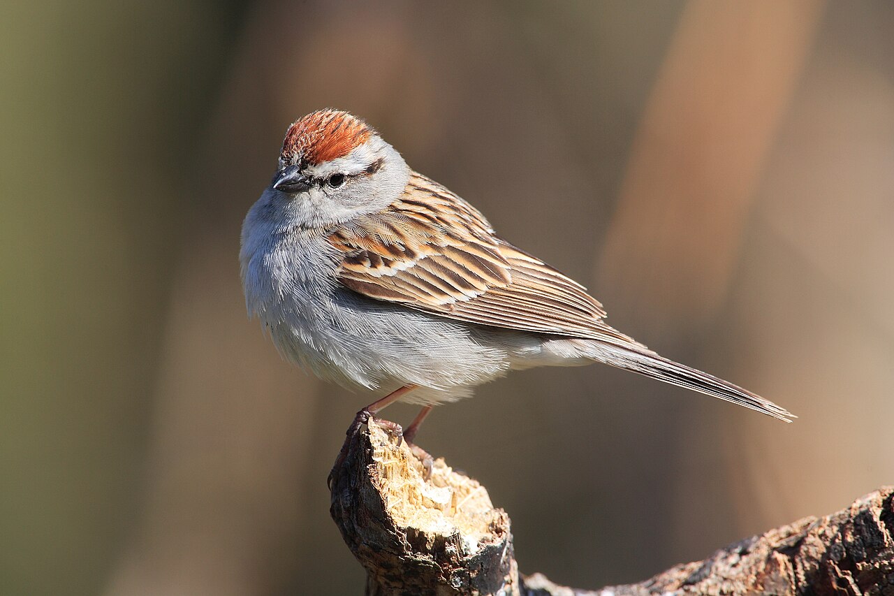 A Chipping Sparrow ( Spizella passerina ) at the feeders, behind the visitor centre, Rondeau Provincial Park, Ontario, Canada.