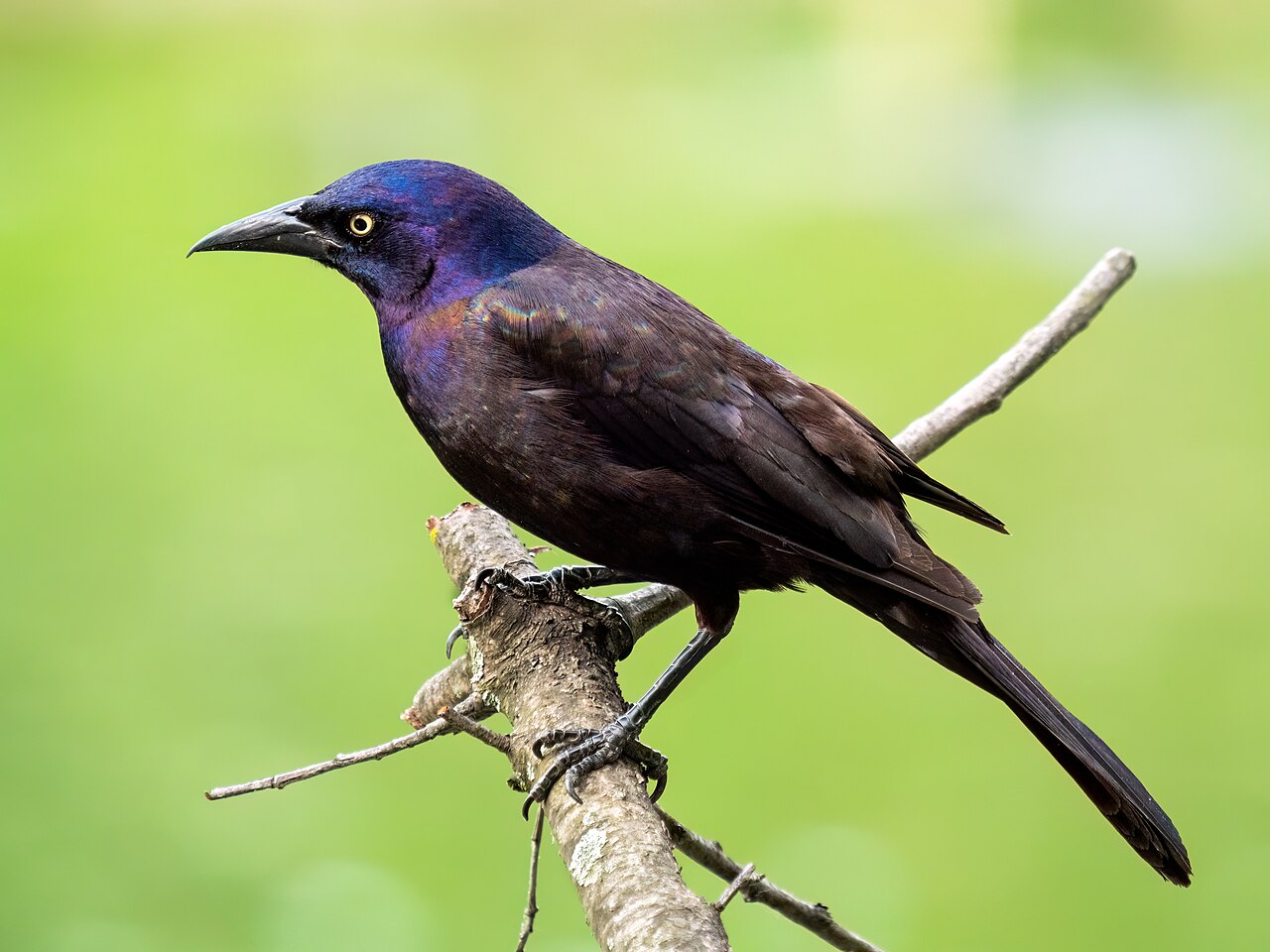 Common grackle in Prospect Park, Brooklyn