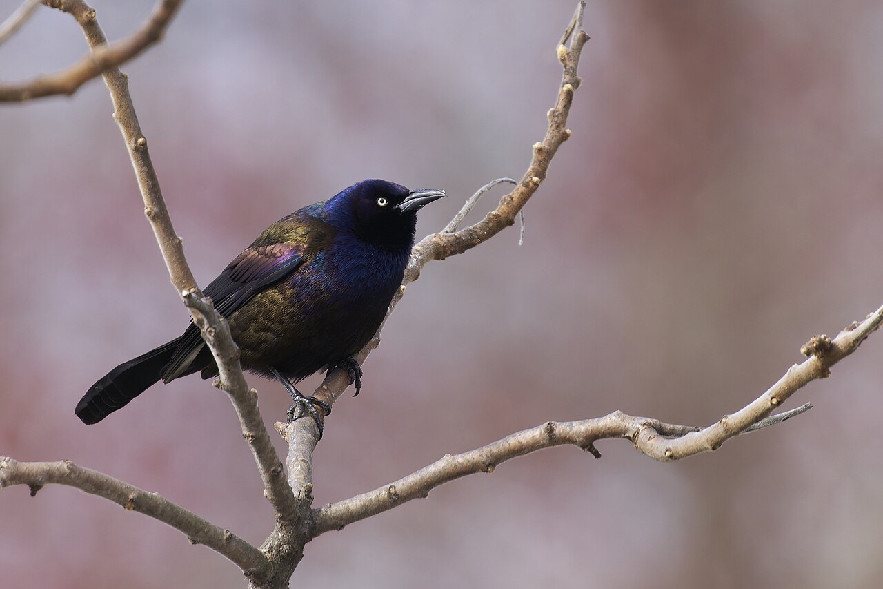common grackle, South Meadows Trail, East Hartford, CT USA