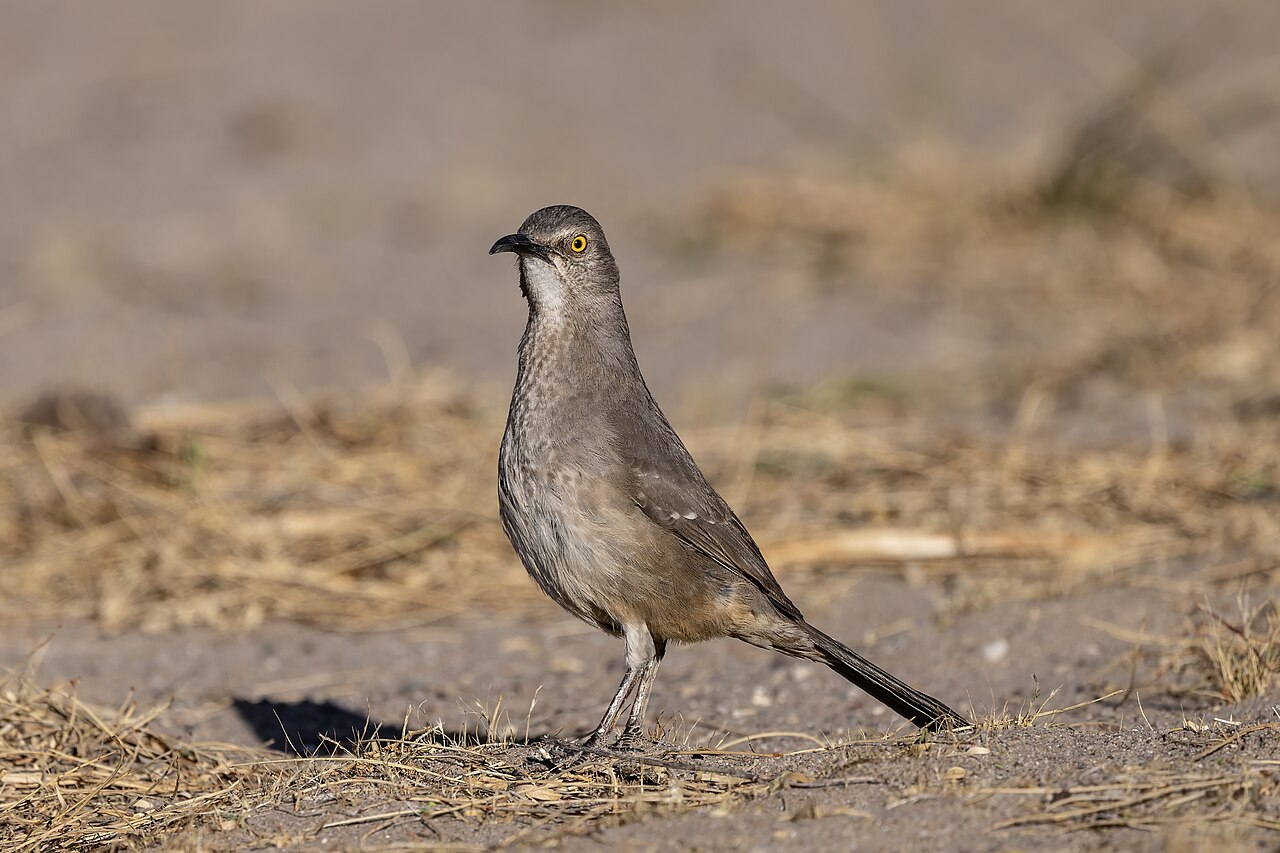 A Curved-billed Thrasher in Las Cruces, NM.