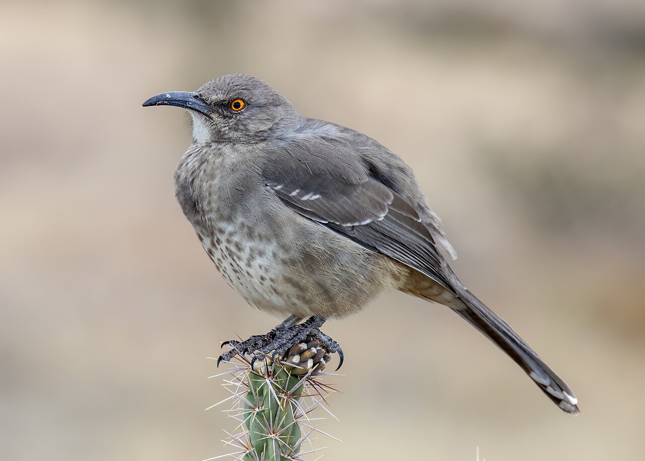 A curve-billed thrasher at the foothills of the Sandia Mountains in Albuquerque, New Mexico