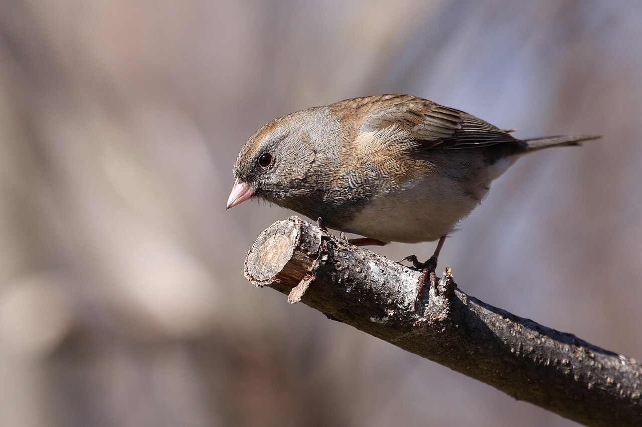 Dark-eyed Junco ( Junco hyemalis hyemalis ) female, Cap Tourmente National Wildlife Area , Quebec, Canada.