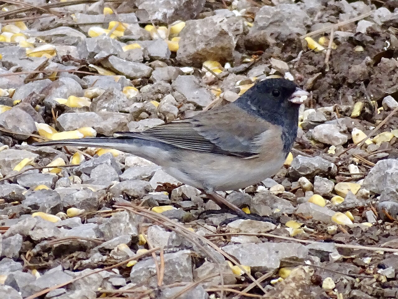 Oregon × Pink-sided Junco (Junco hyemalis oreganus × mearnsi). Hybrid subspecies of bird.