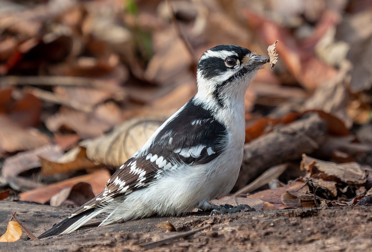 Downy woodpecker ( Picoides pubescens ) with a leaf on its bill in Prospect Park in Brooklyn, NY. The downy woodpecker is the smallest woodpecker in North America -- smaller on average than a house sparrow.