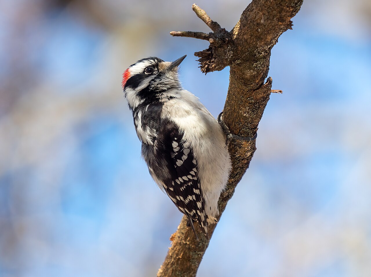 Downy woodpecker in Green-Wood Cemetery