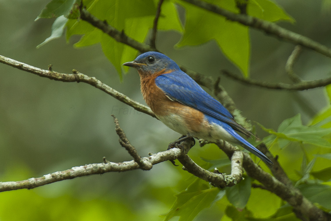 Eastern Bluebird - Texas_H8O6505