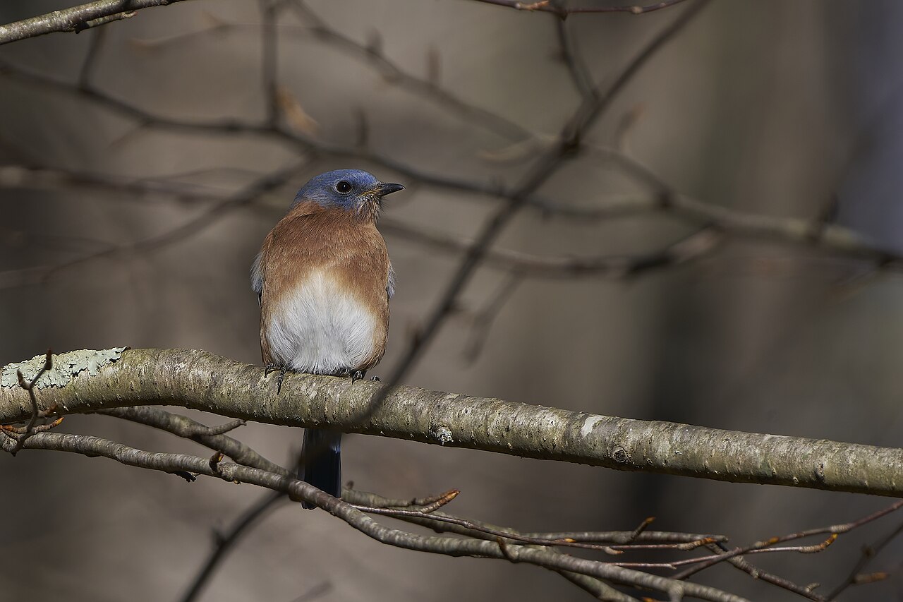Eastern Bluebird. Gay City State Park. Hebron, CT USA