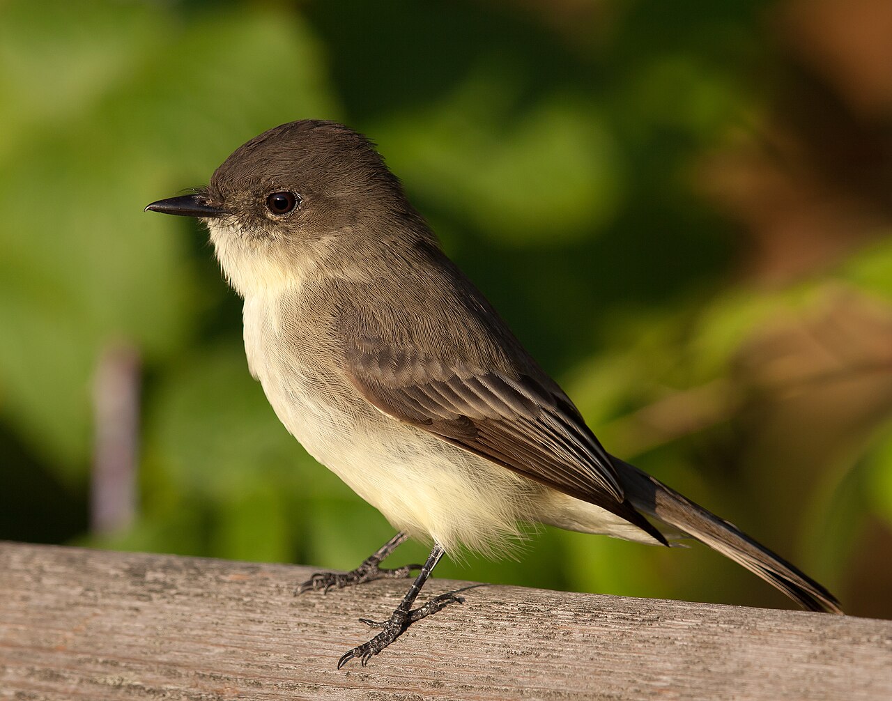 A Eastern Phoebe at Owen Conservation Park, Madison, Wisconsin, USA.