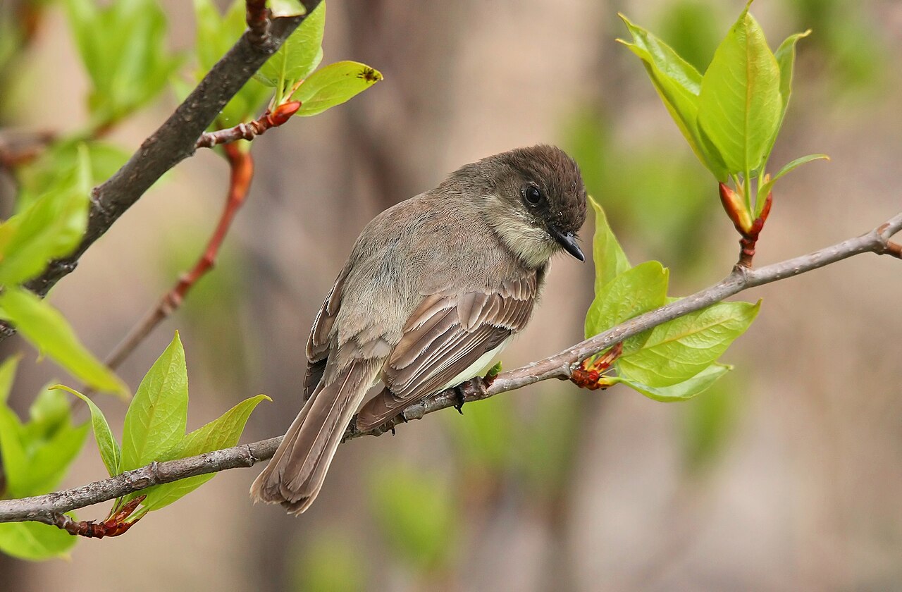 Eastern Phoebe ( Sayornis phoebe ), Cap Tourmente National Wildlife Area , Quebec, Canada