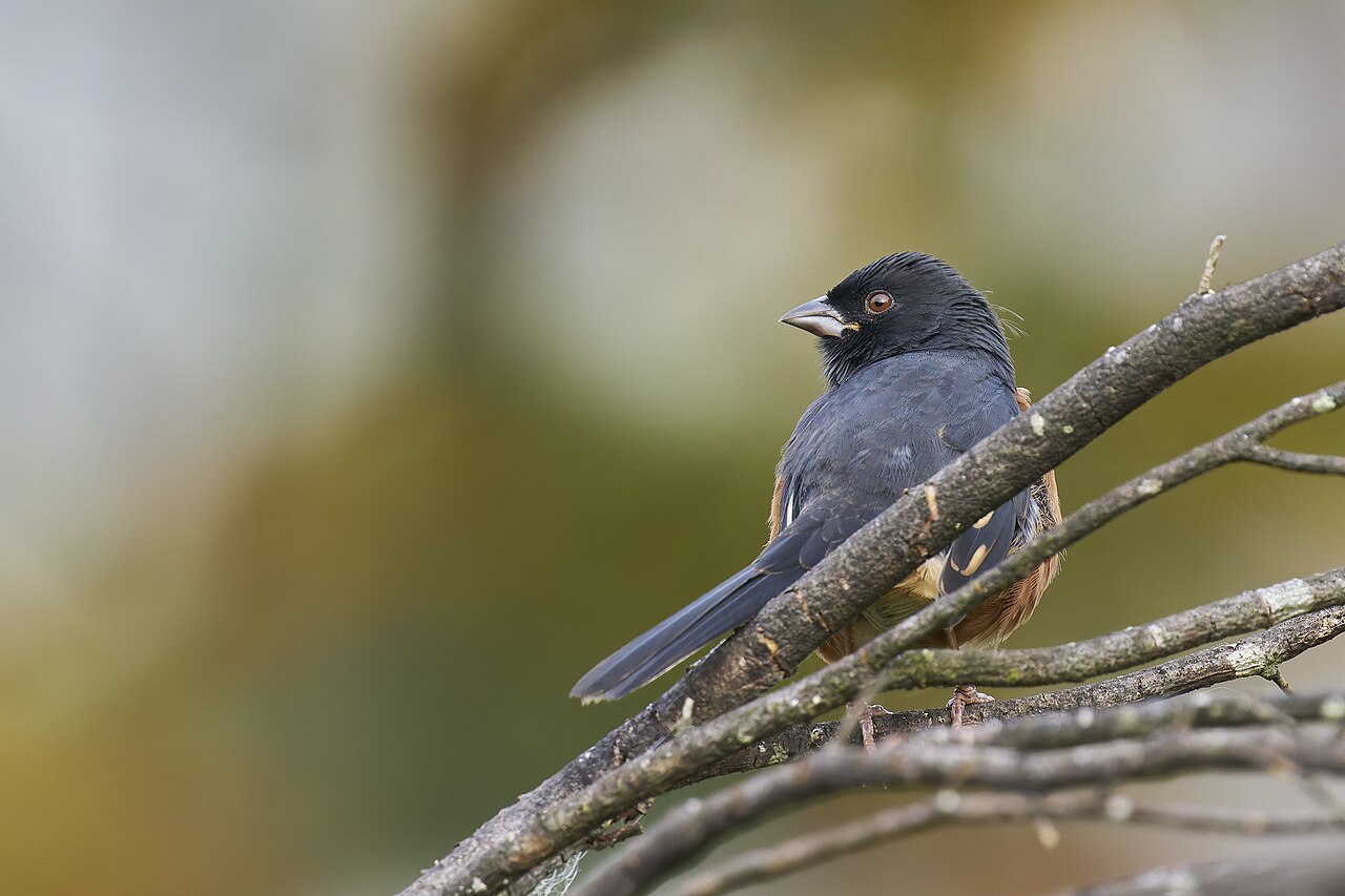 Eastern Towhee. Pleasant Valley Wildlife Sanctuary. Lenox, MA USA