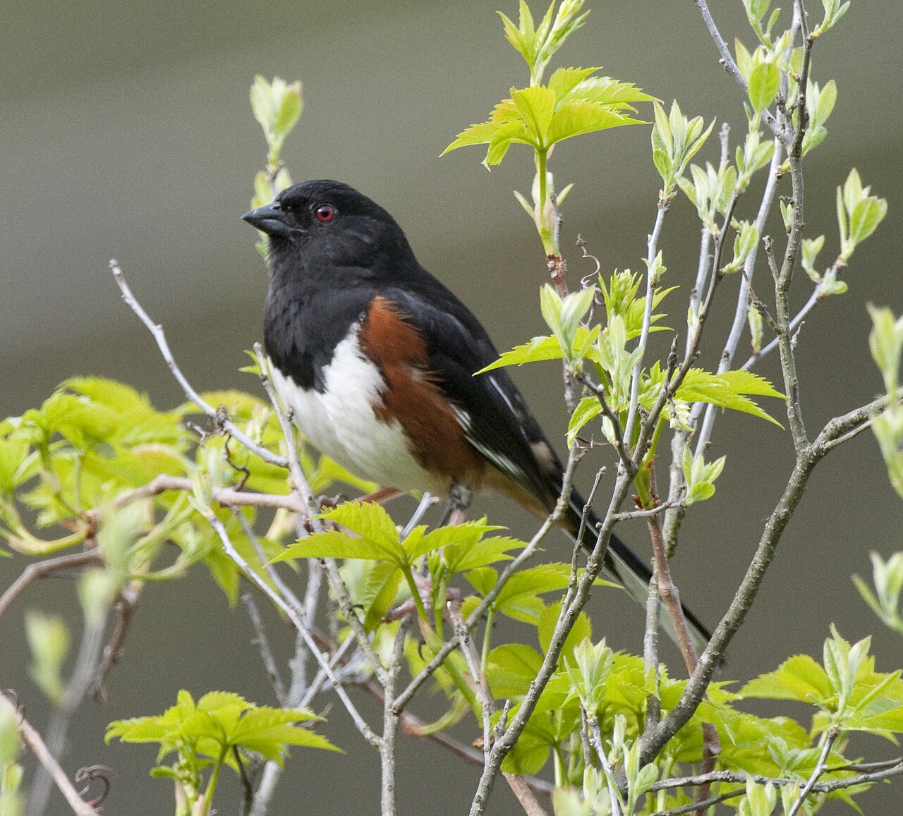 A male eastern towhee at Quabbin Reservoir, Massachusetts, USA.