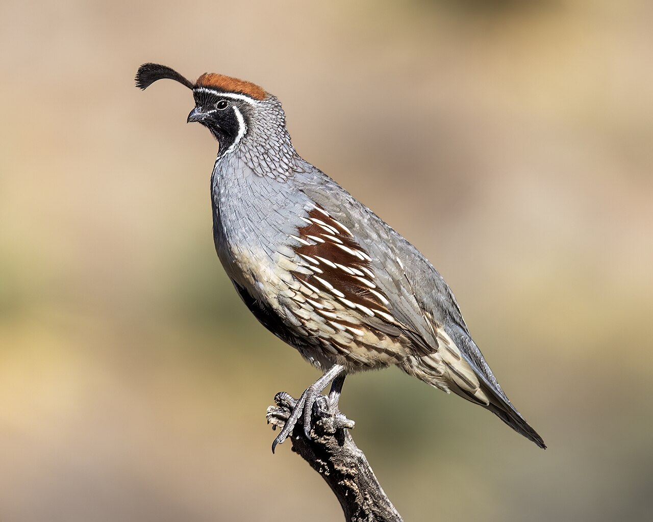 A male Gambel's Quail at Rockhound State Park, New Mexico