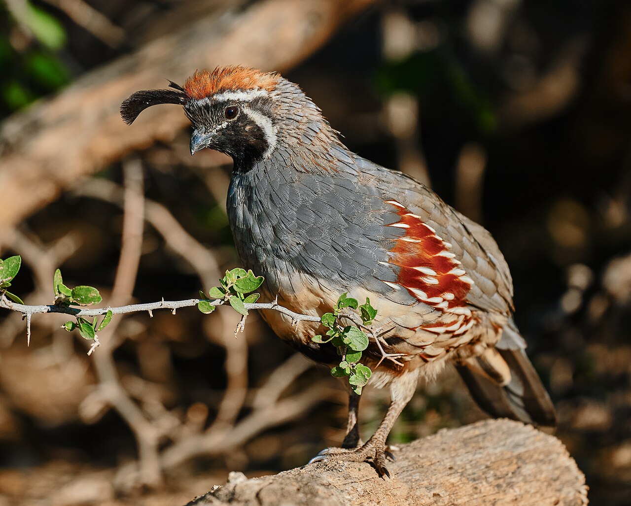 Helmwachtel (Callipepla gambelii), Männchen, Tucson National Estates, Arizona, Vereinigte Staaten