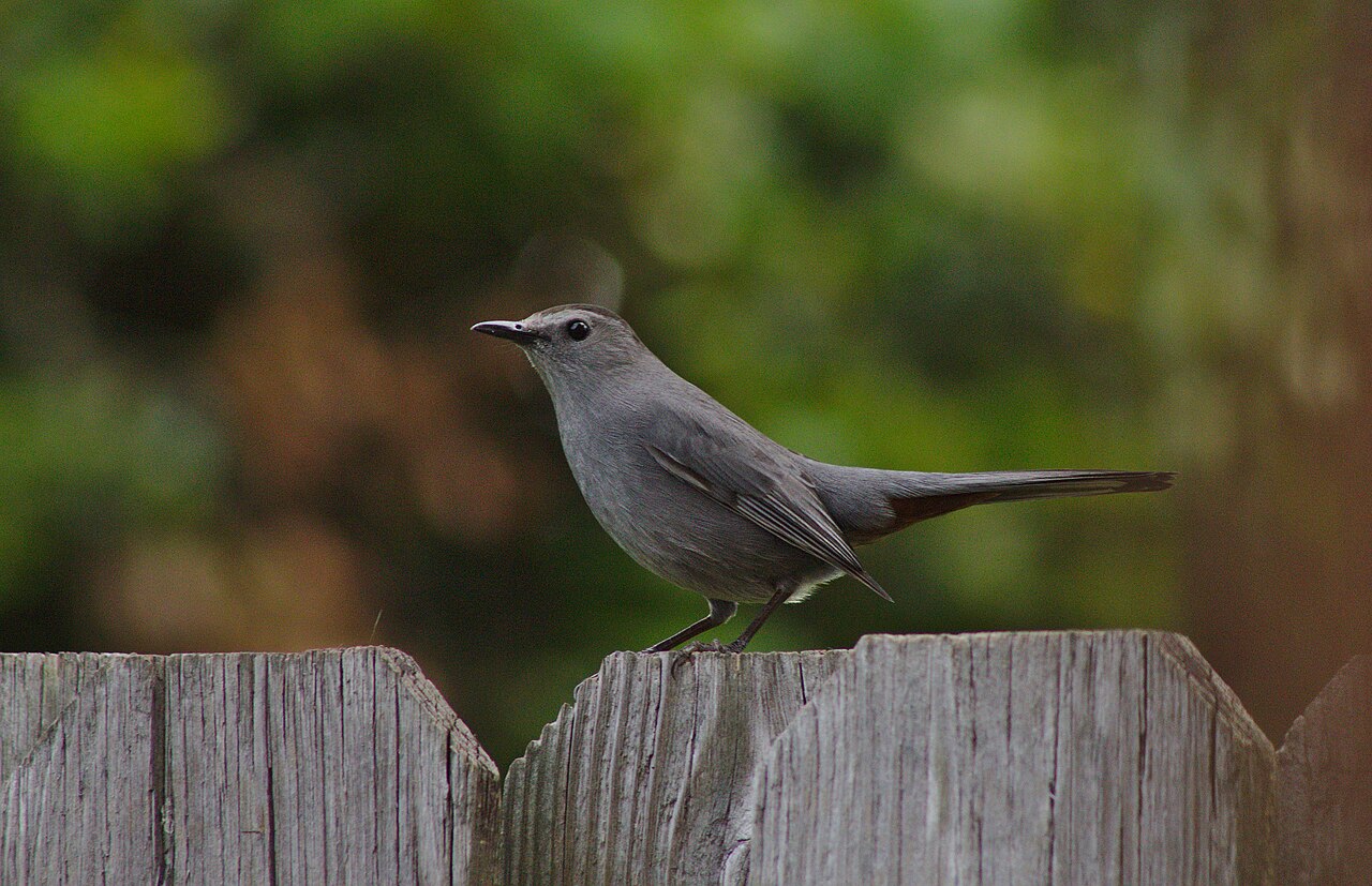The gray catbird (Dumetella carolinensis).