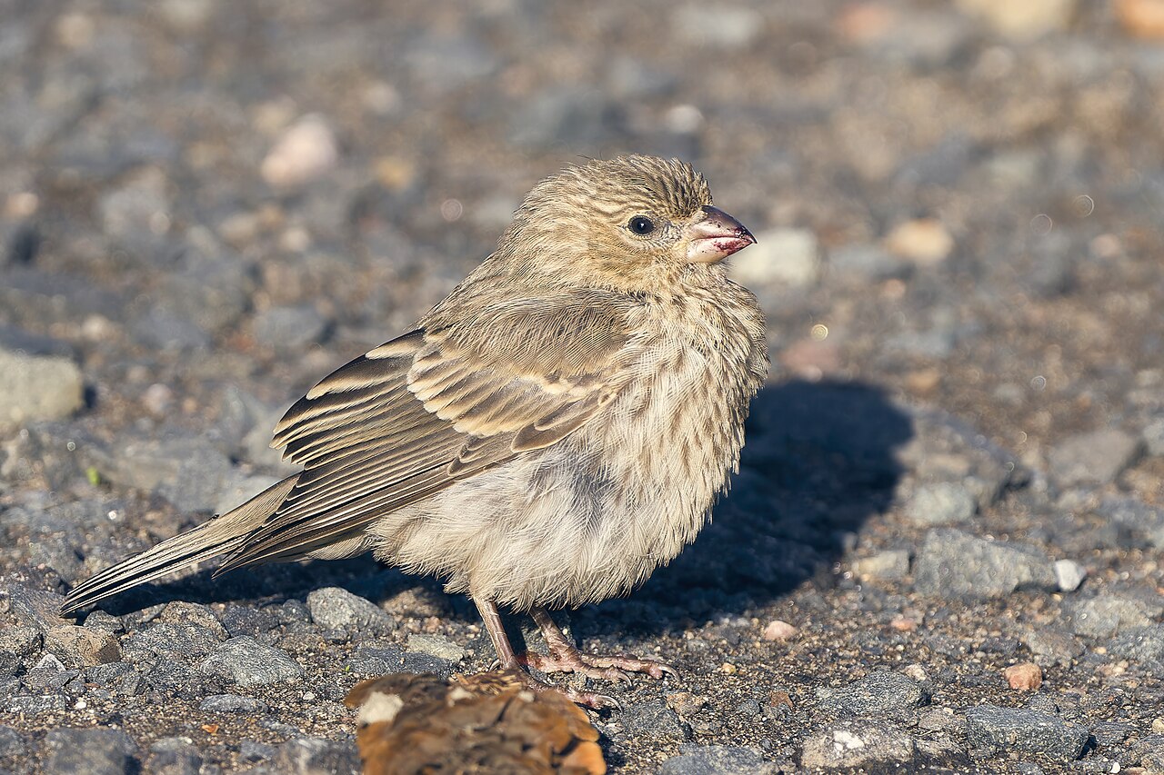house finch female