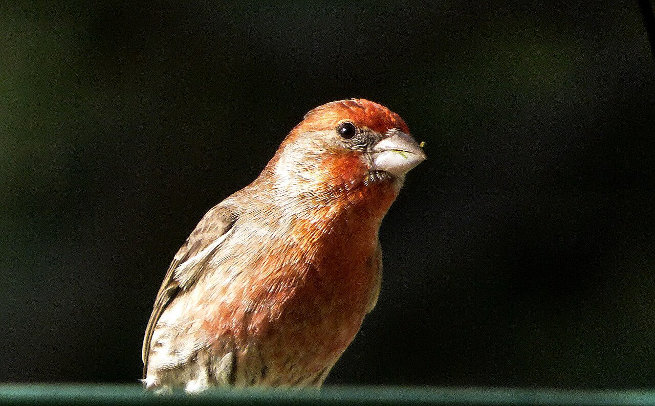 This male house finch filled up on seeds from the seed hoop before posing for this picture, unaware of the tiny seed stuck to his beak.