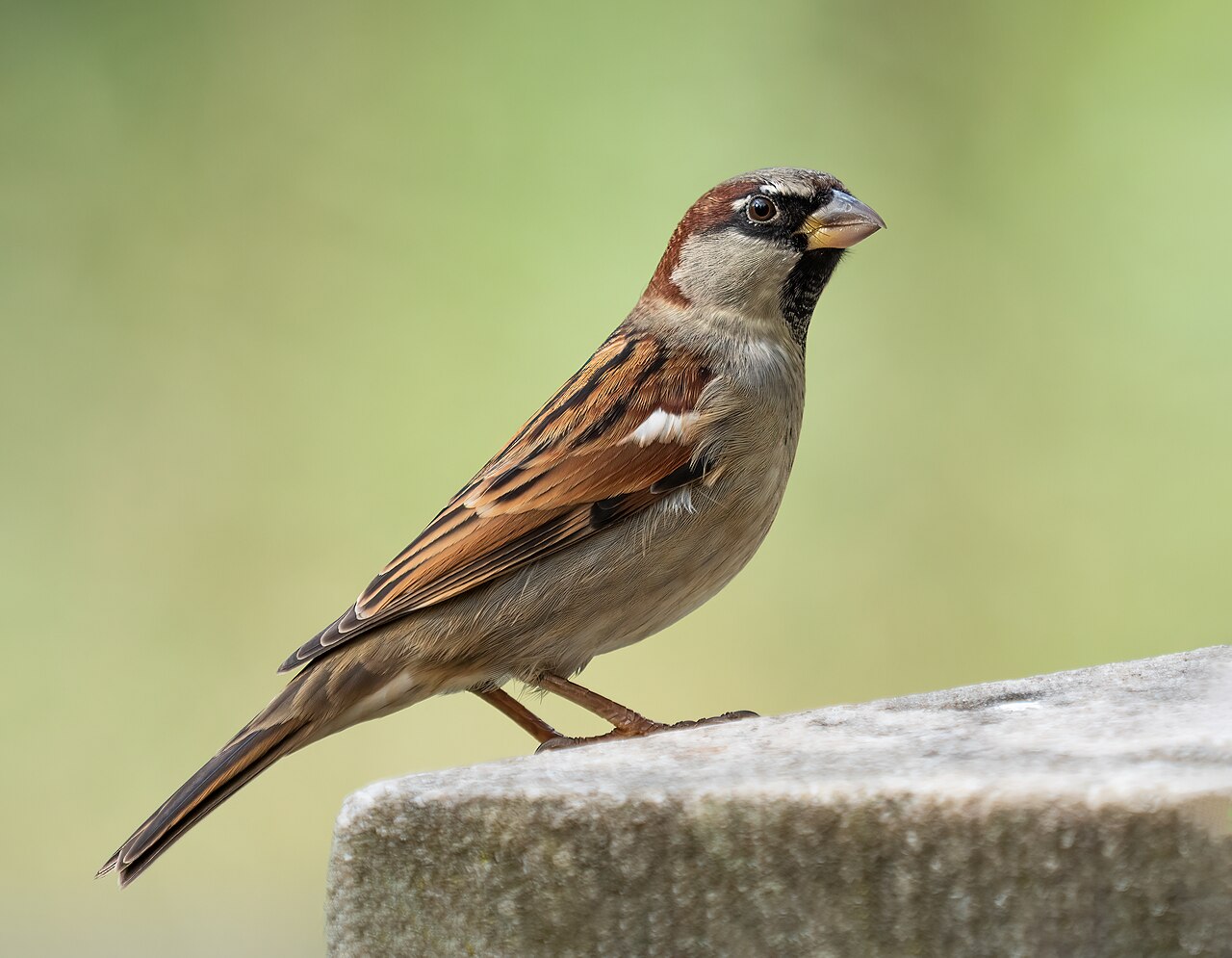 Male house sparrow in Prospect Park