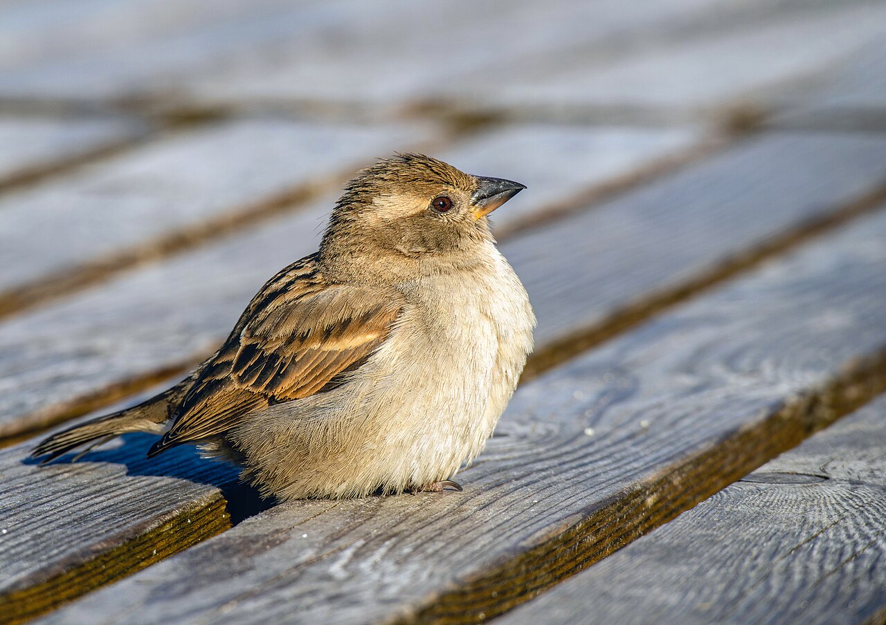 Passer domesticus (female) in Geneve, Switzerland.