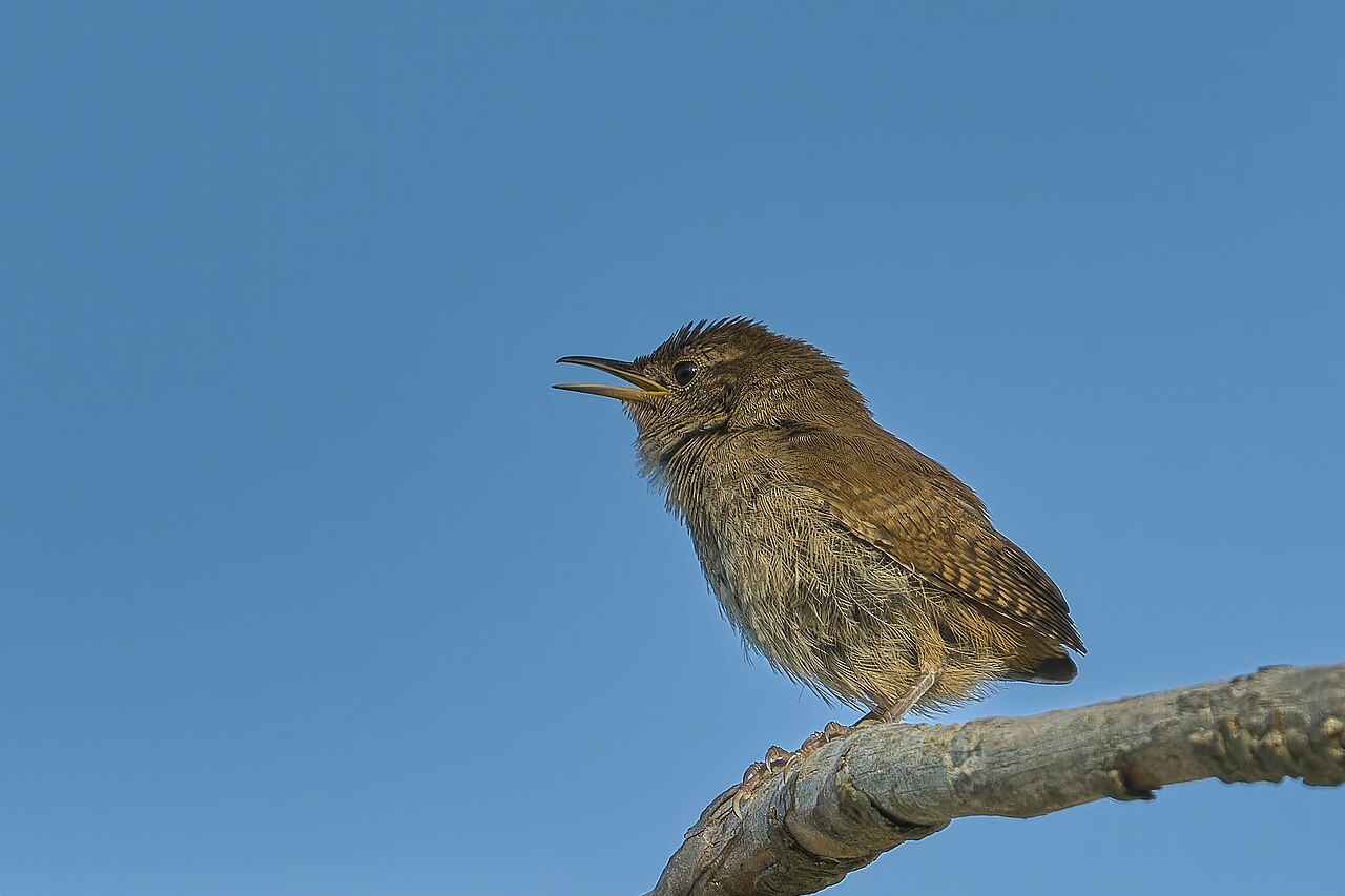 House Wren, East Hartford, CT