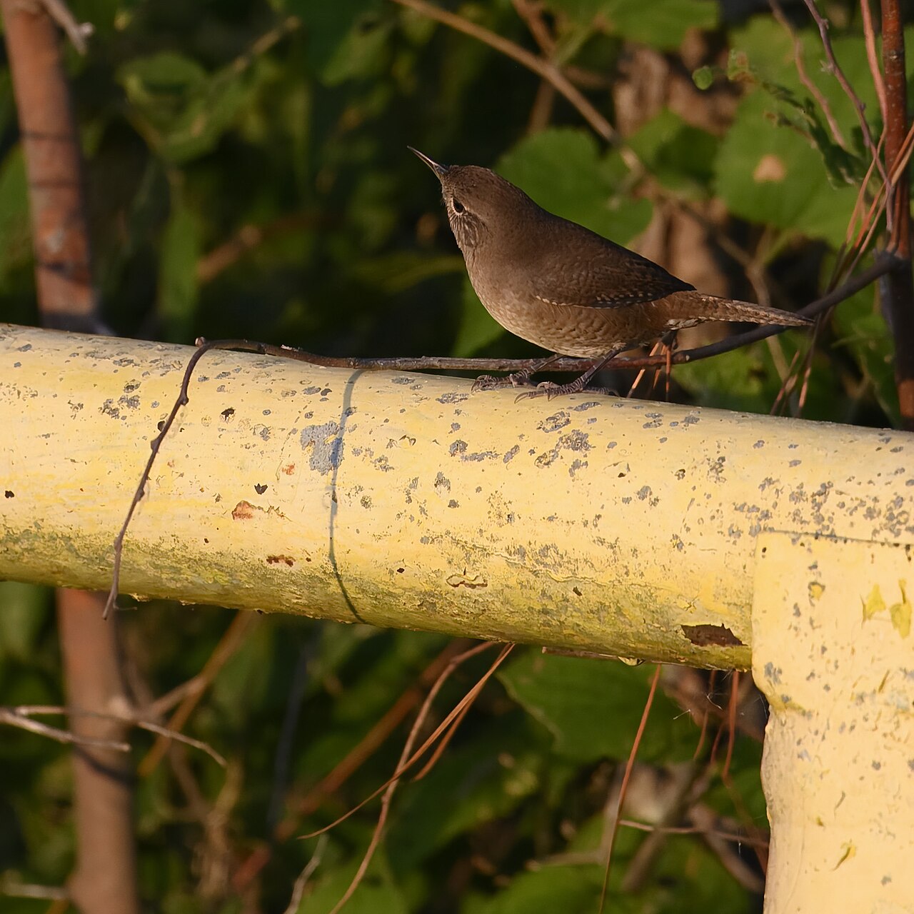 Troglodytes aedon